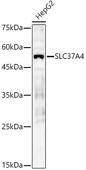 SLC37A4 Polyclonal Antibody
