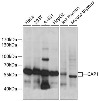 CAP1 Polyclonal Antibody