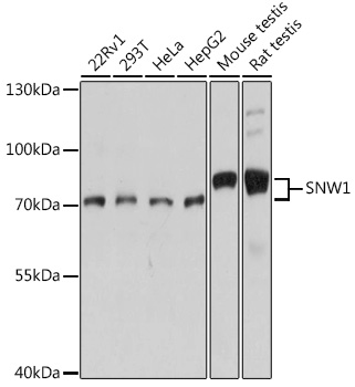 SNW1 Polyclonal Antibody