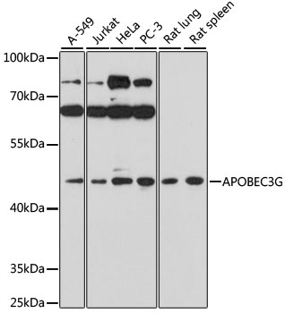 APOBEC3G Polyclonal Antibody