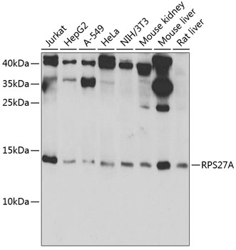 RPS27A Polyclonal Antibody