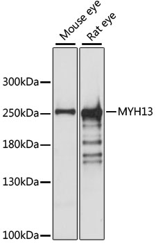 MYH13 Polyclonal Antibody