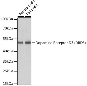 Dopamine Receptor D3 (DRD3) Polyclonal Antibody