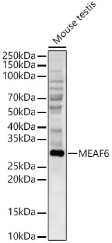 MEAF6 Polyclonal Antibody