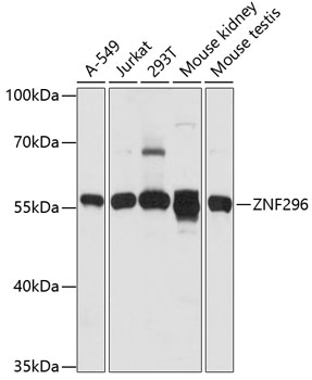 ZNF296 Polyclonal Antibody