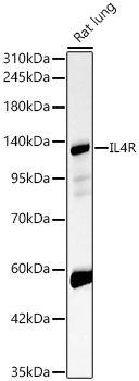 IL4R Polyclonal Antibody
