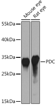 PDC Polyclonal Antibody