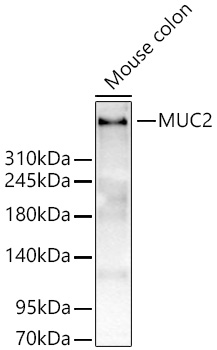 MUC2 Polyclonal Antibody
