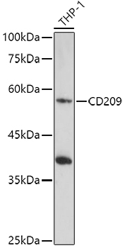 CD209 Polyclonal Antibody