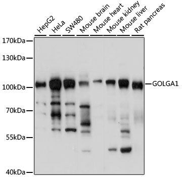 GOLGA1 Polyclonal Antibody