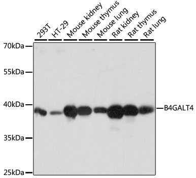 B4GALT4 Polyclonal Antibody