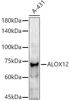 ALOX12 Polyclonal Antibody