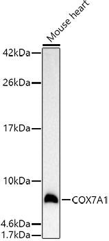 COX7A1 Polyclonal Antibody