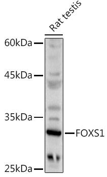 FOXS1 Polyclonal Antibody