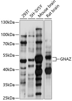 GNAZ Polyclonal Antibody