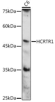 HCRTR1 Polyclonal Antibody
