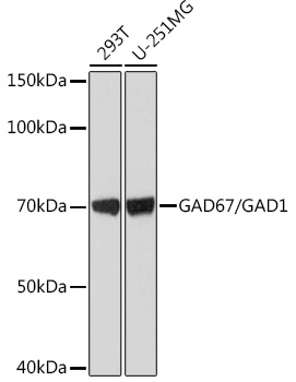 GAD67/GAD1 Monoclonal Antibody
