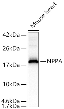 NPPA Polyclonal Antibody