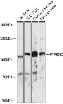 PTPRN2 Polyclonal Antibody