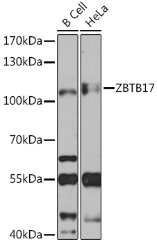 ZBTB17 Polyclonal Antibody