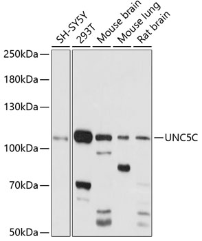 UNC5C Polyclonal Antibody