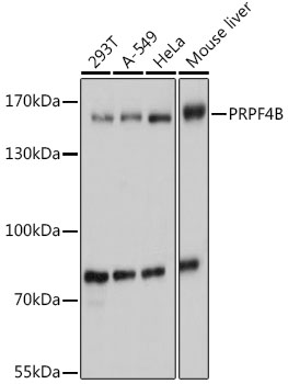 PRPF4B Polyclonal Antibody