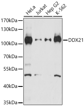 DDX21 Polyclonal Antibody