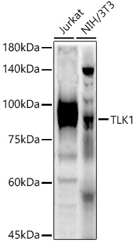TLK1 Polyclonal Antibody