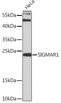 SIGMAR1 Polyclonal Antibody