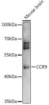 CCR9 Polyclonal Antibody