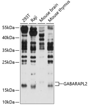 GABARAPL2 Polyclonal Antibody