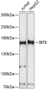 IBTK Polyclonal Antibody