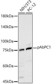 pAbPC1 Polyclonal Antibody