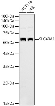 SLC40A1 Polyclonal Antibody