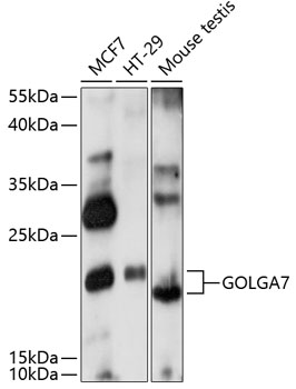 GOLGA7 Polyclonal Antibody