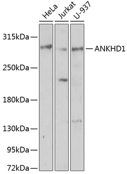 ANKHD1 Polyclonal Antibody
