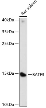 BATF3 Polyclonal Antibody