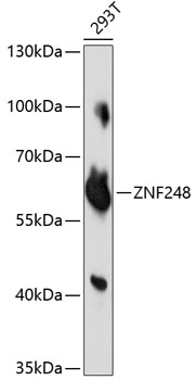 ZNF248 Polyclonal Antibody