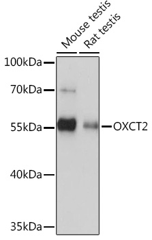 OXCT2 Polyclonal Antibody