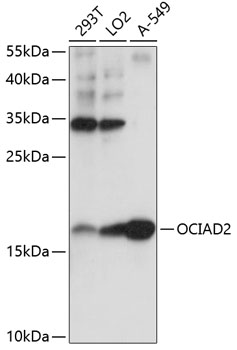 OCIAD2 Polyclonal Antibody