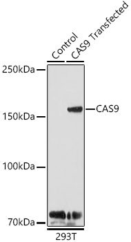 CAS9 Polyclonal Antibody