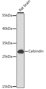 Calbindin Polyclonal Antibody