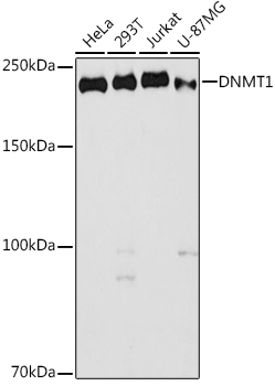 DNMT1 Polyclonal Antibody