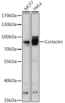 Cortactin Polyclonal Antibody