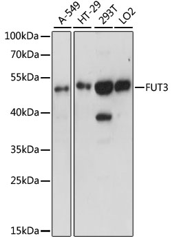 FUT3 Polyclonal Antibody