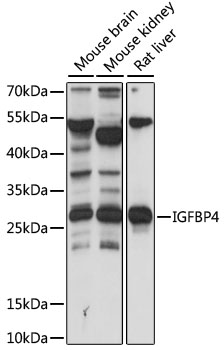 IGFBP4 Polyclonal Antibody