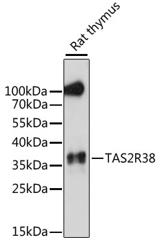 TAS2R38 Polyclonal Antibody
