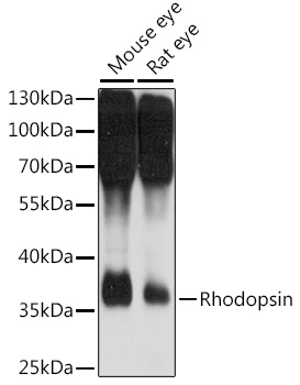 Rhodopsin Polyclonal Antibody
