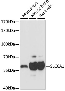 SLC6A1 Polyclonal Antibody