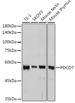 PDCD7 Monoclonal Antibody [8A1Q3]